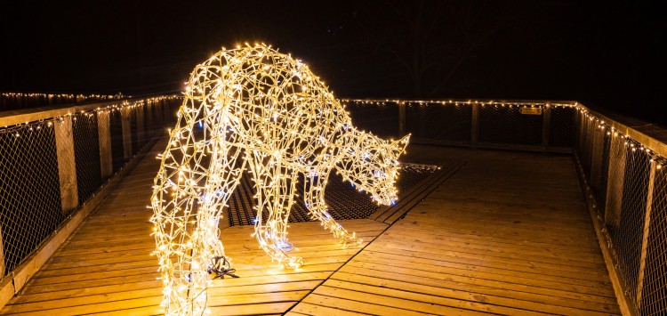 Lieben Sie Lichter? Dann verpassen Sie nicht den einzigartig und magisch beleuchteten Baumwipfelpfad!